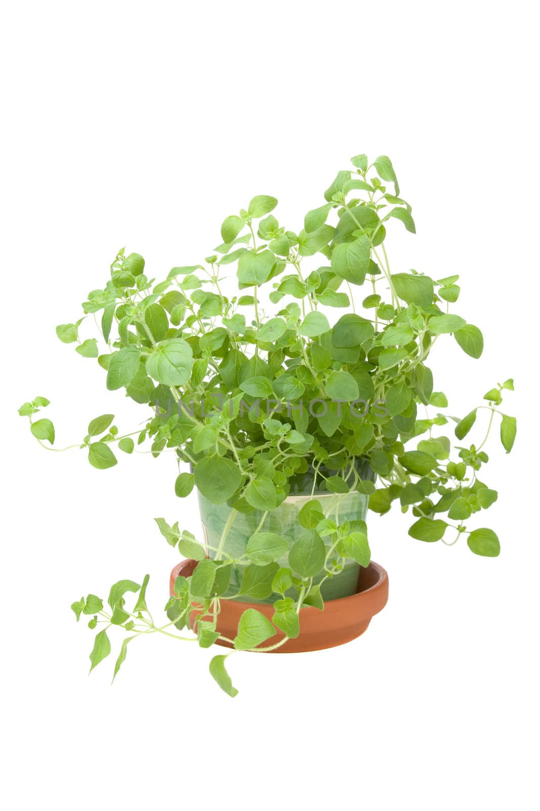 Homegrown oregano herb on a white background