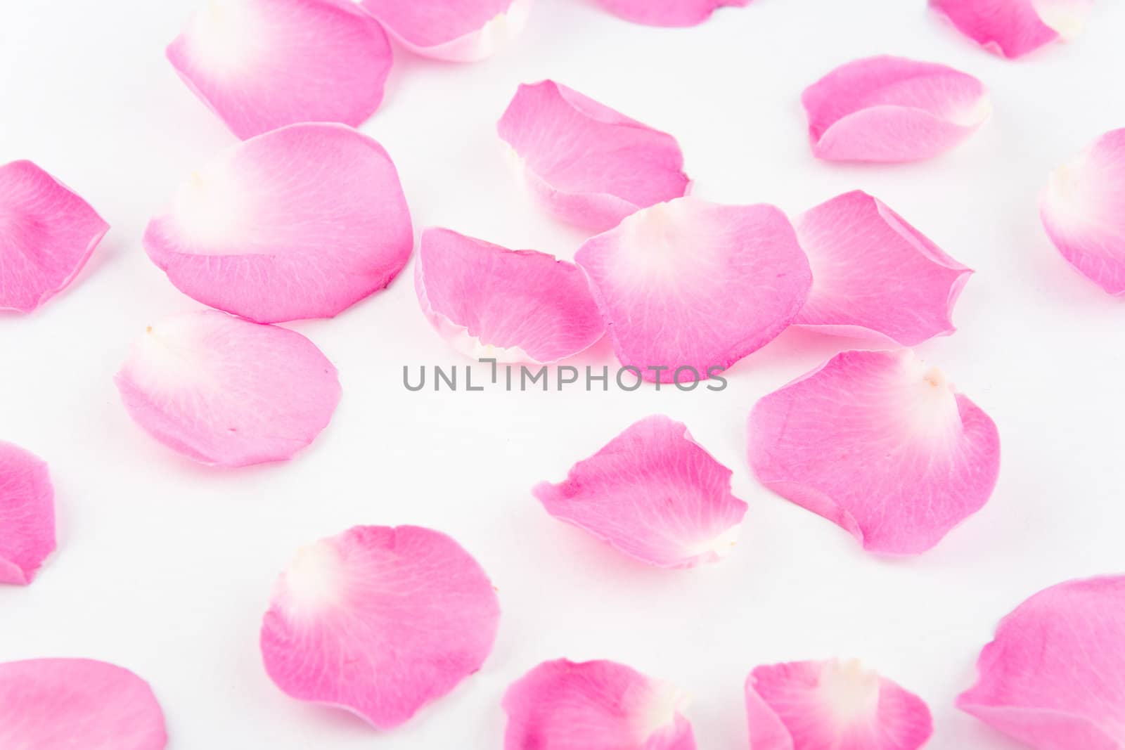 Rose petals on white backgruond