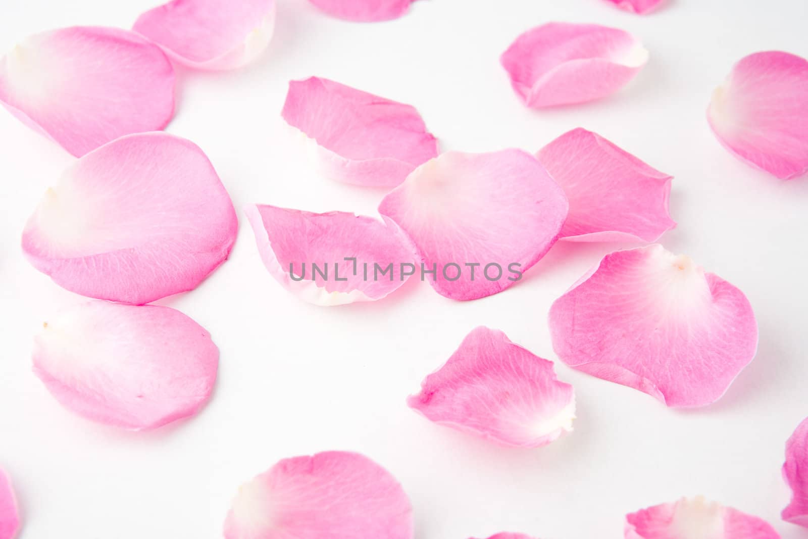 Rose petals on white backgruond