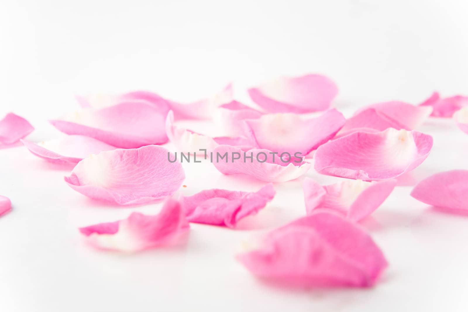 Rose Petals by Luminis
