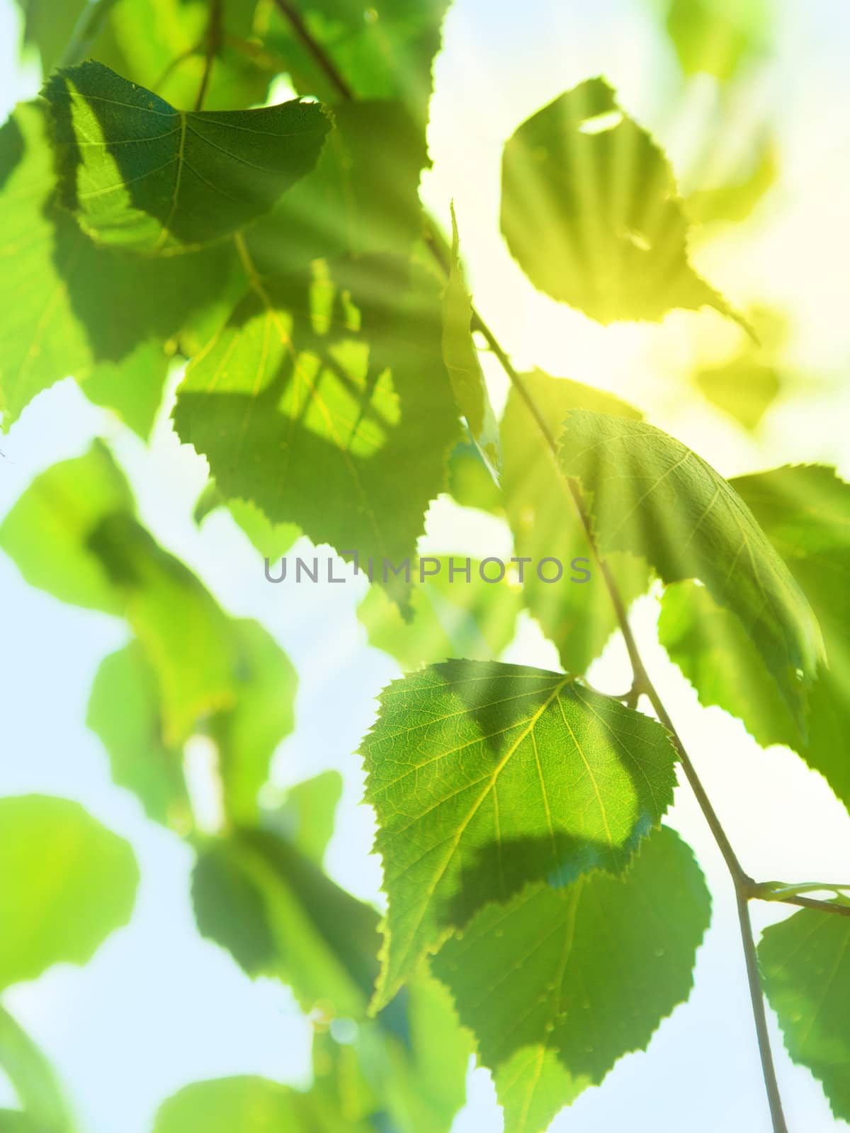 Sunny Leaves by Luminis