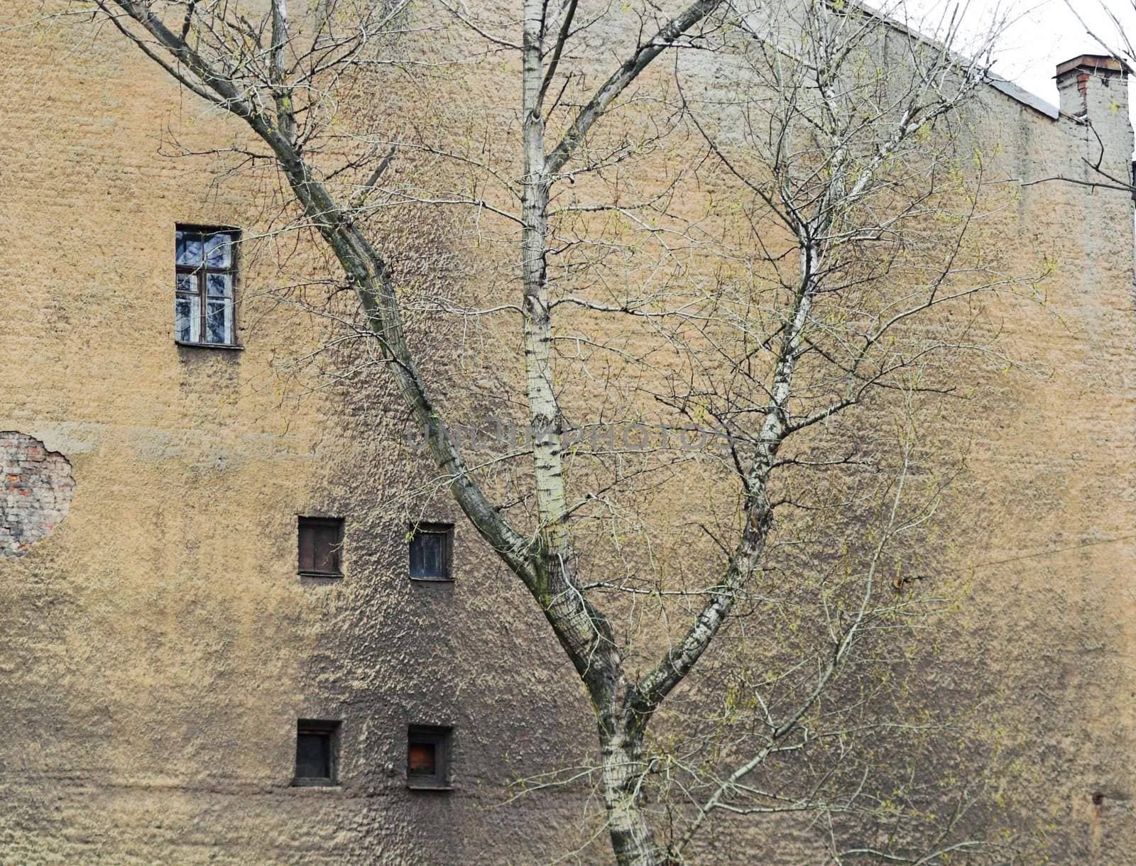 A corroded wall with windows and a tree in a back alley.