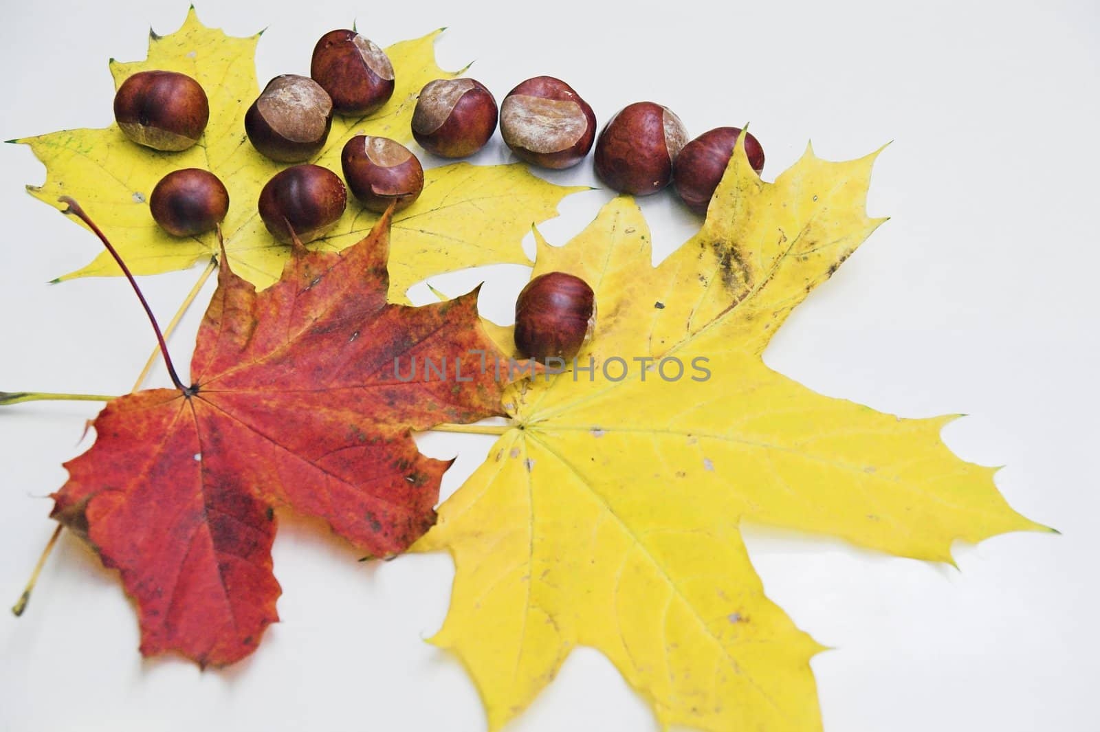 Autumn leaves and chestnuts on white background