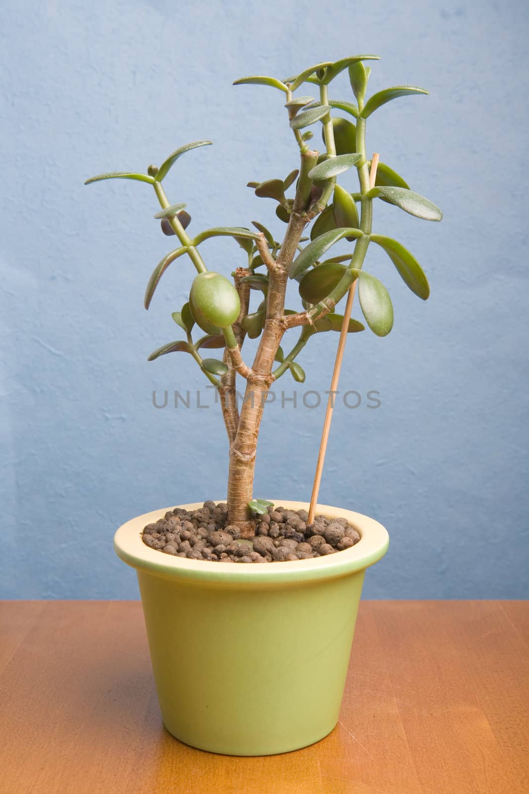 Living interior plant on a table near wall