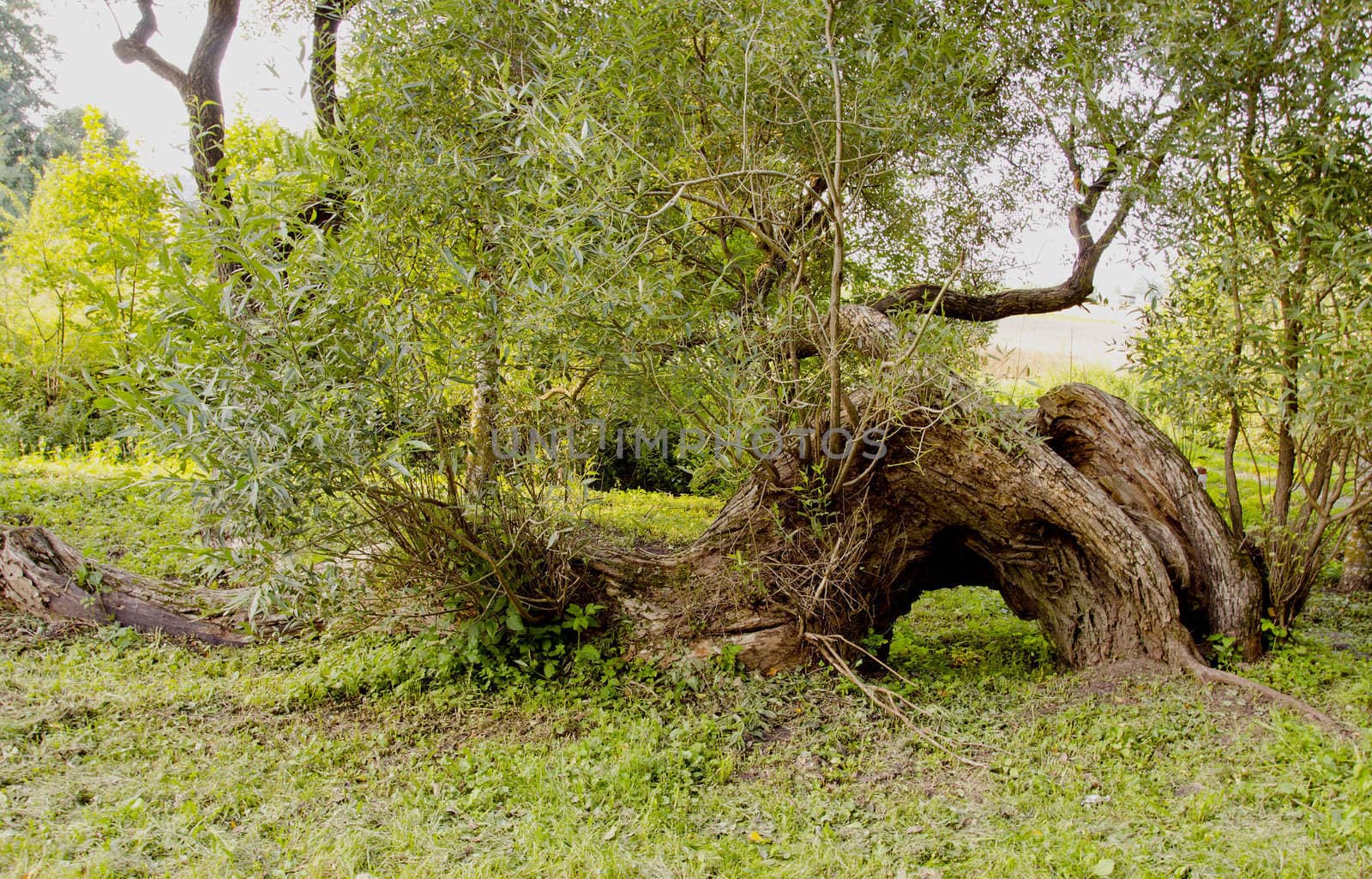 Broken but still alive willow lying on the ground.