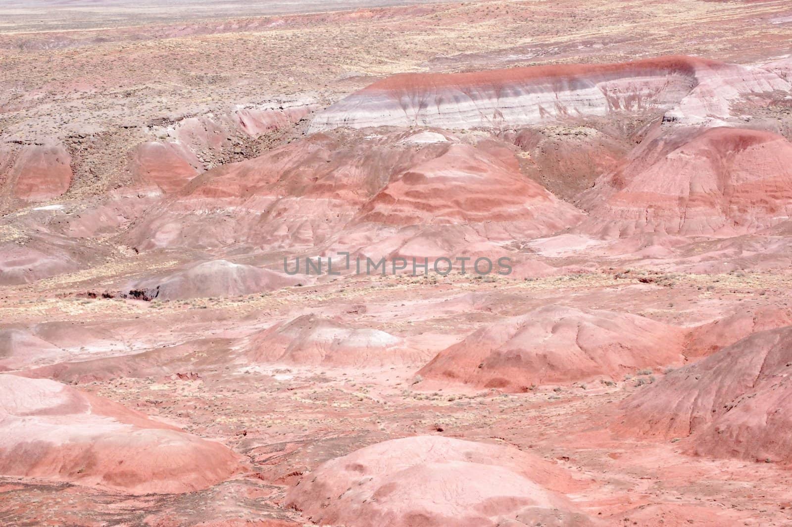 Petrified Forest Landscape by RefocusPhoto