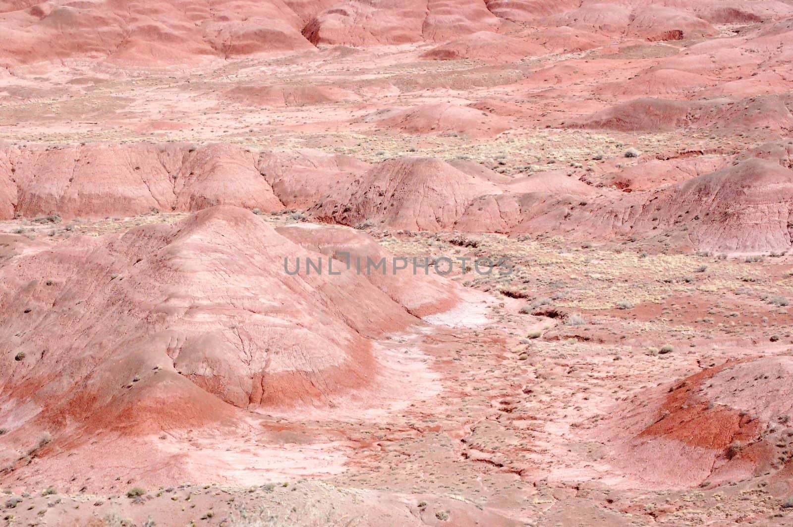 Petrified Forest Landscape