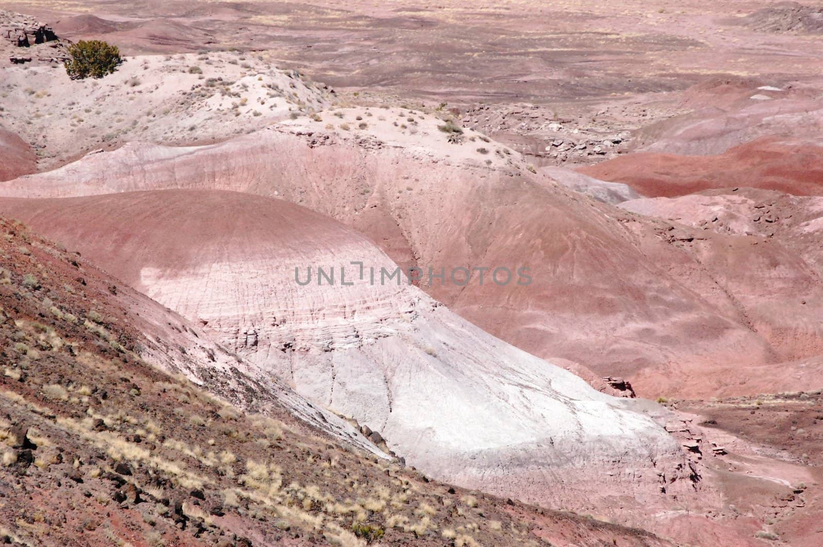 Petrified Forest Landscape