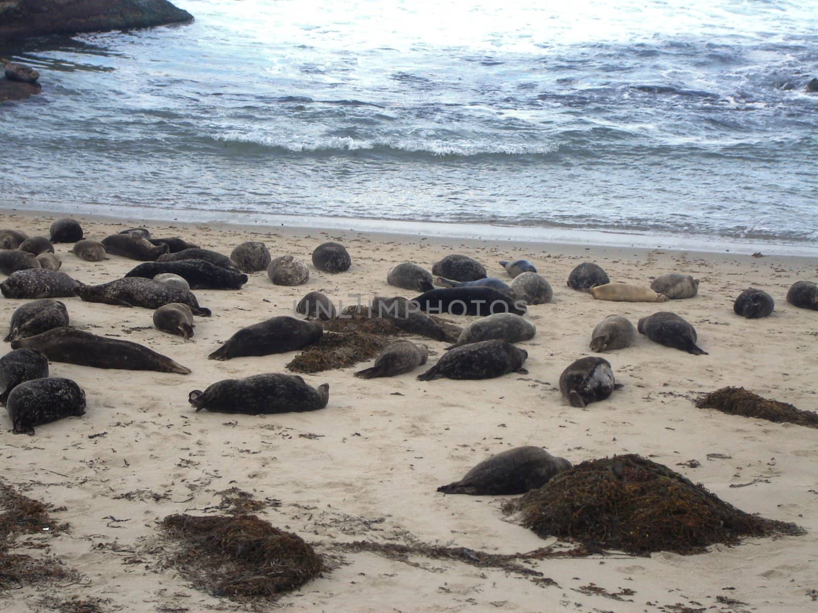 Seals on the beach by RefocusPhoto