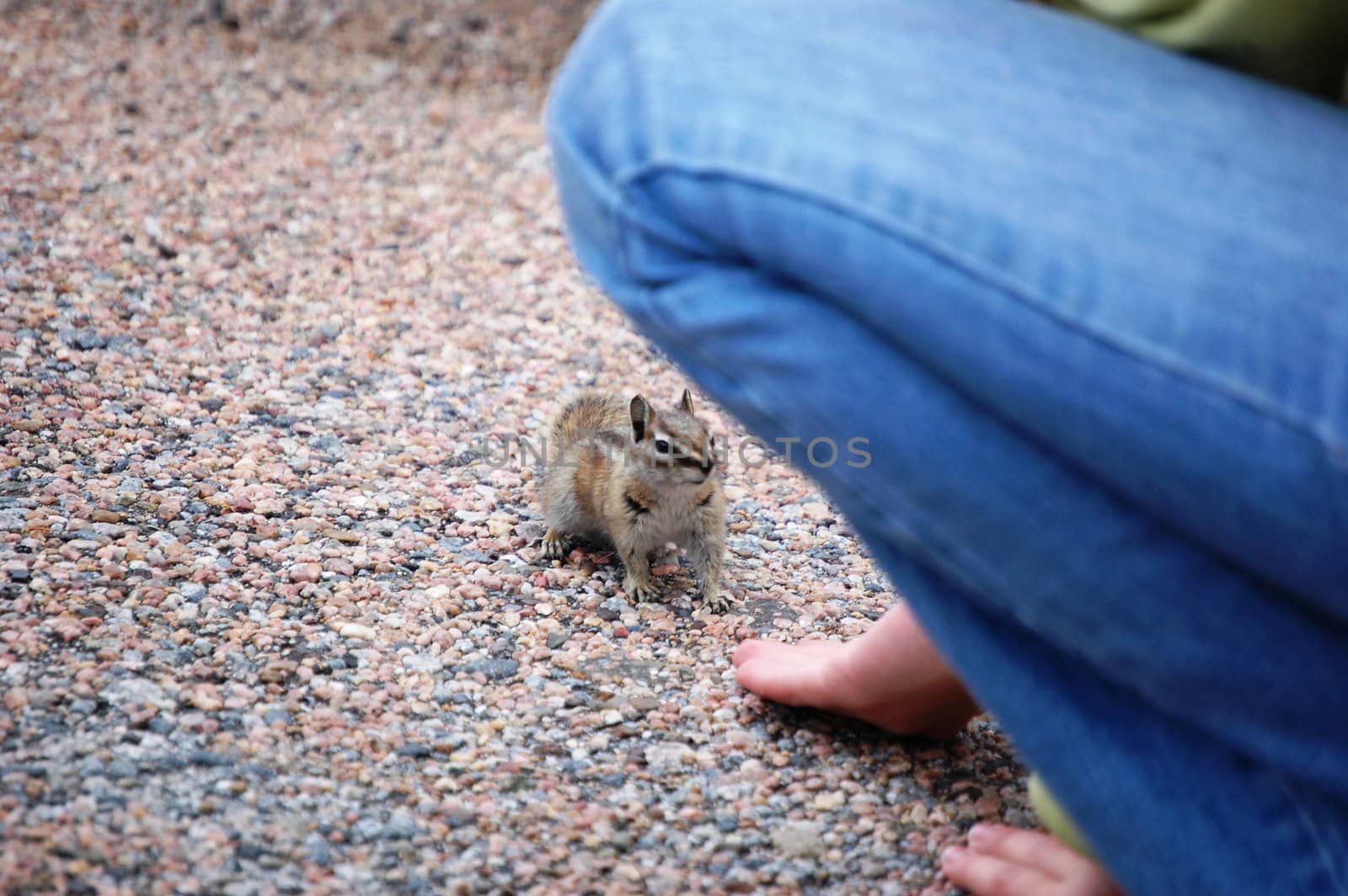Chipmunk looks to person for food by RefocusPhoto