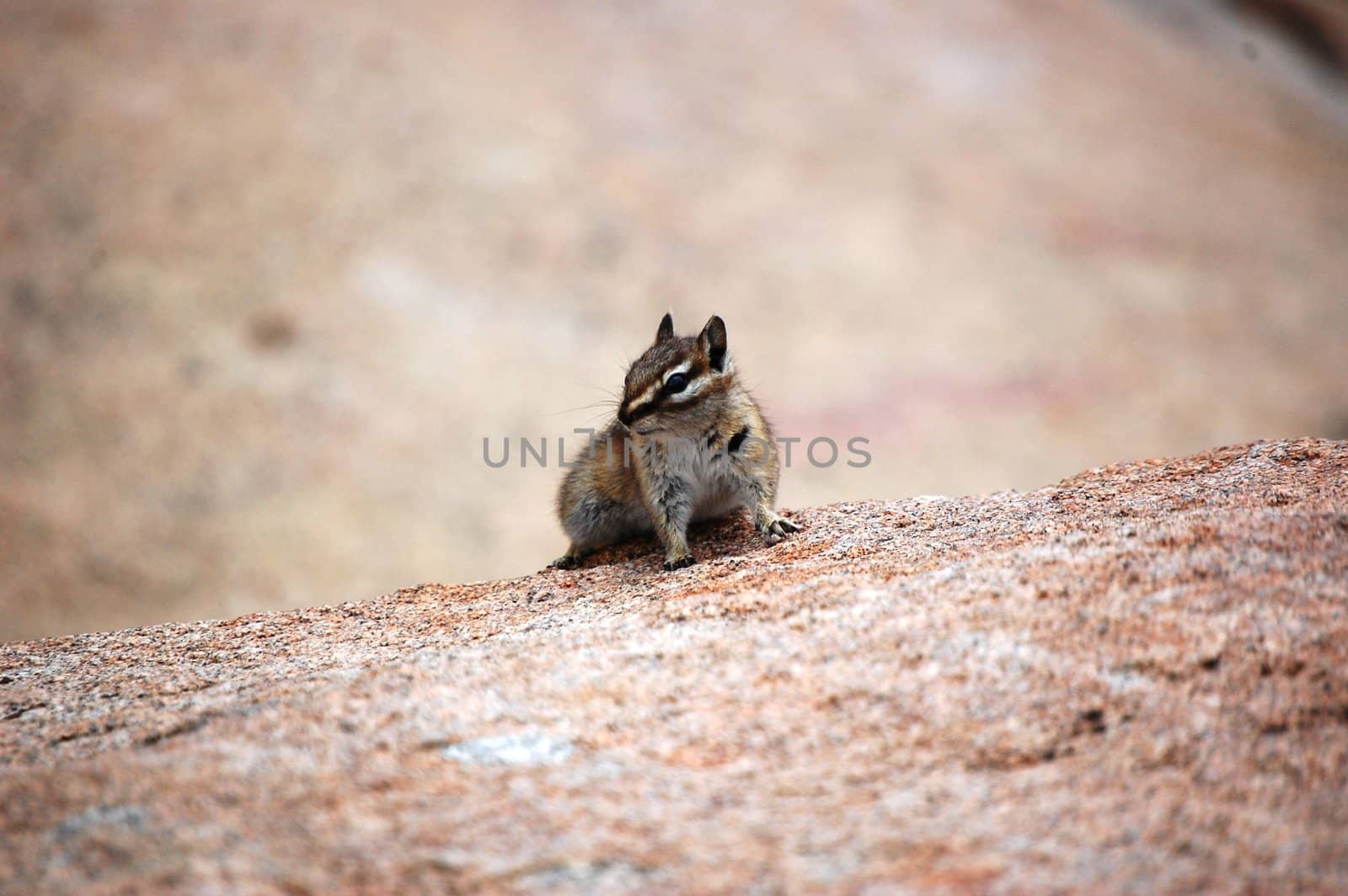 Chipmunk poses on boulder by RefocusPhoto