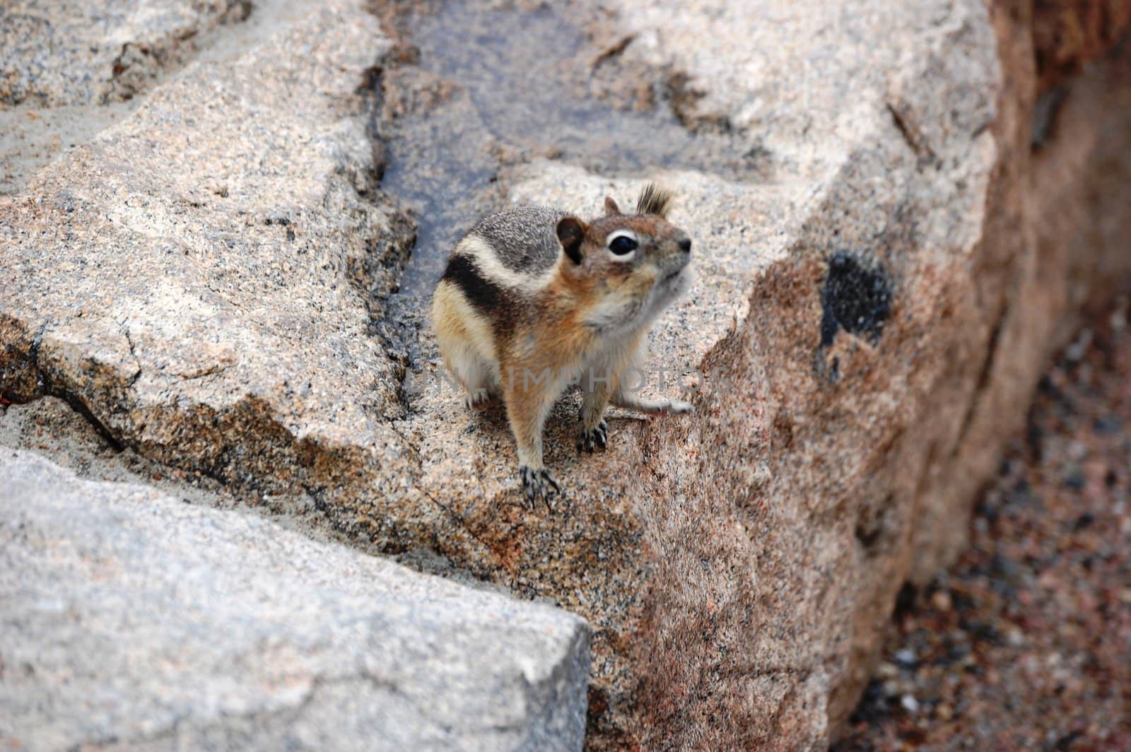 Chipmunk poses on boulder