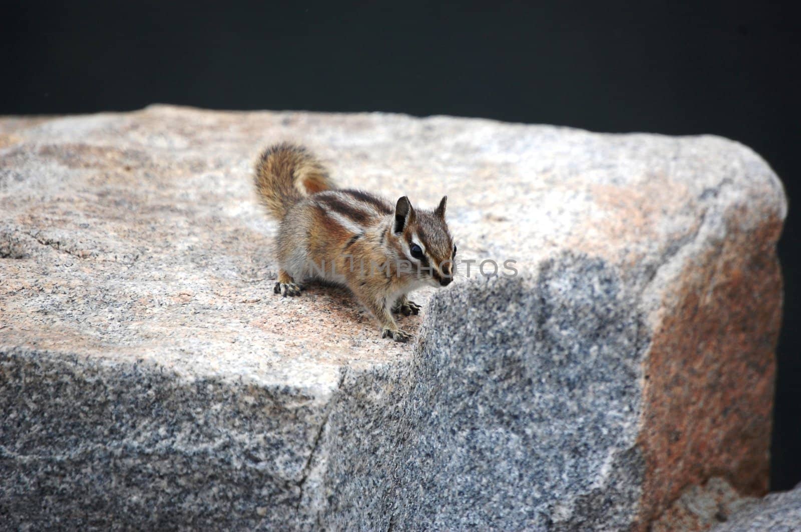 Chipmunk poses on boulder