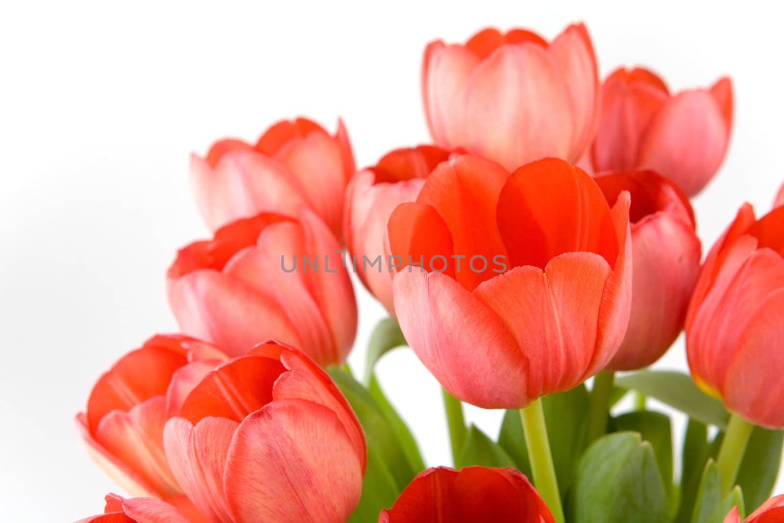 Red tulips over white background