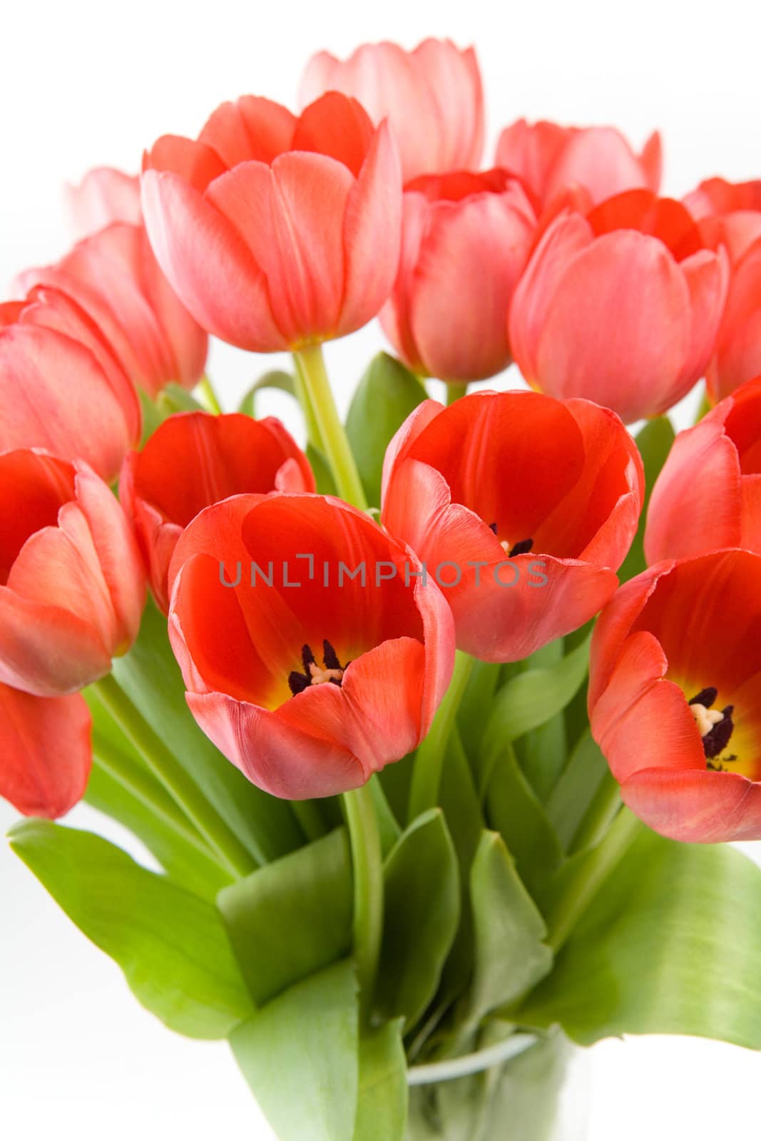 Tulips by Luminis