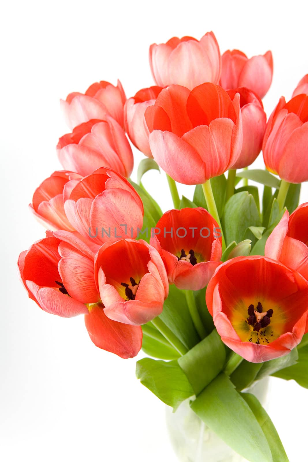 Tulips by Luminis