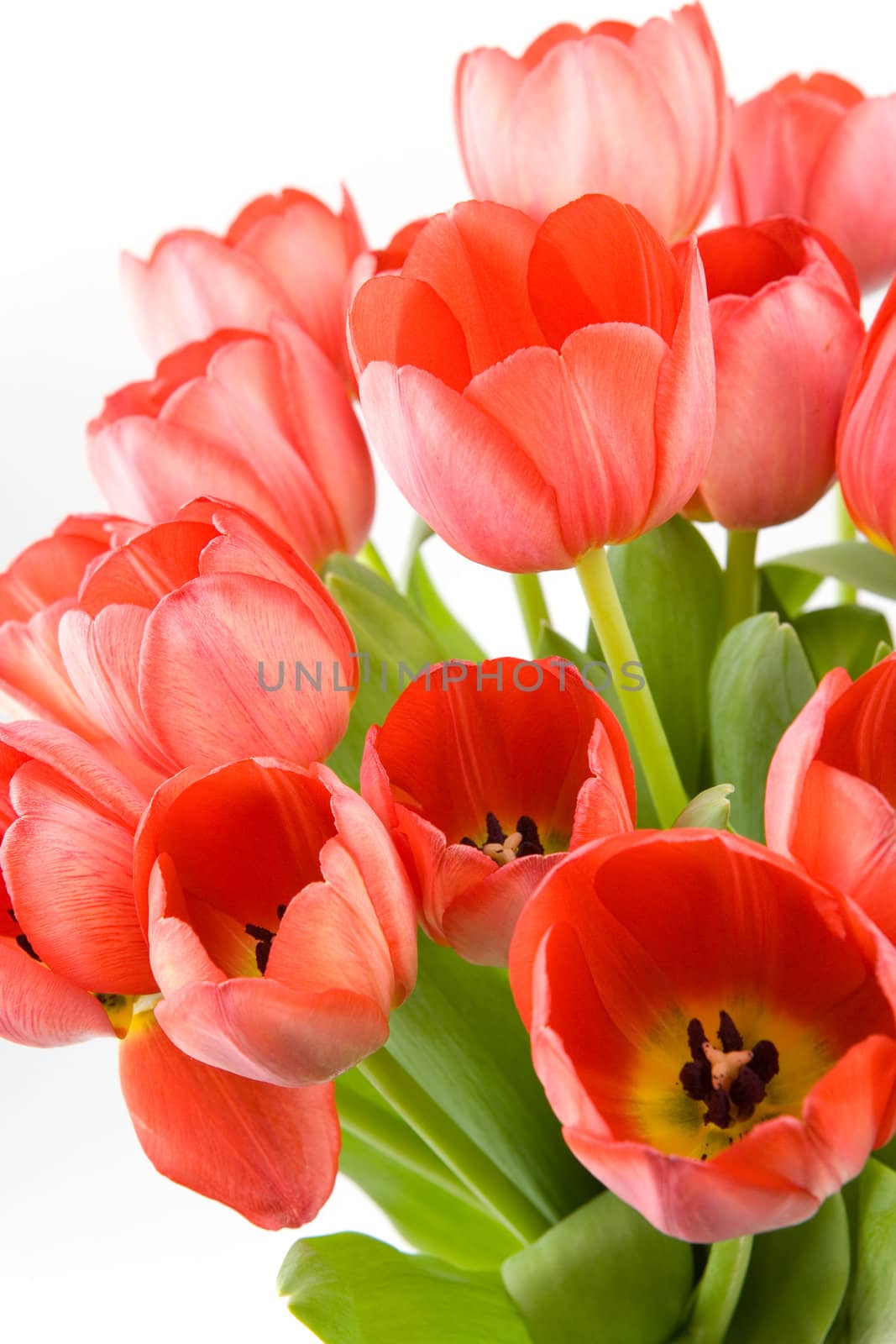 Red tulips over white background