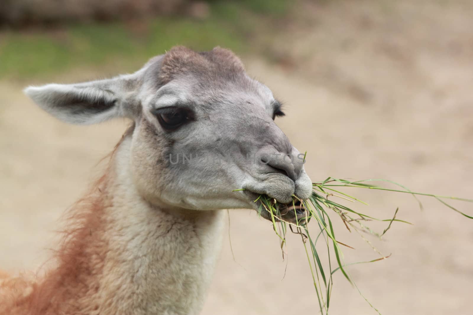 guanaco eating grass