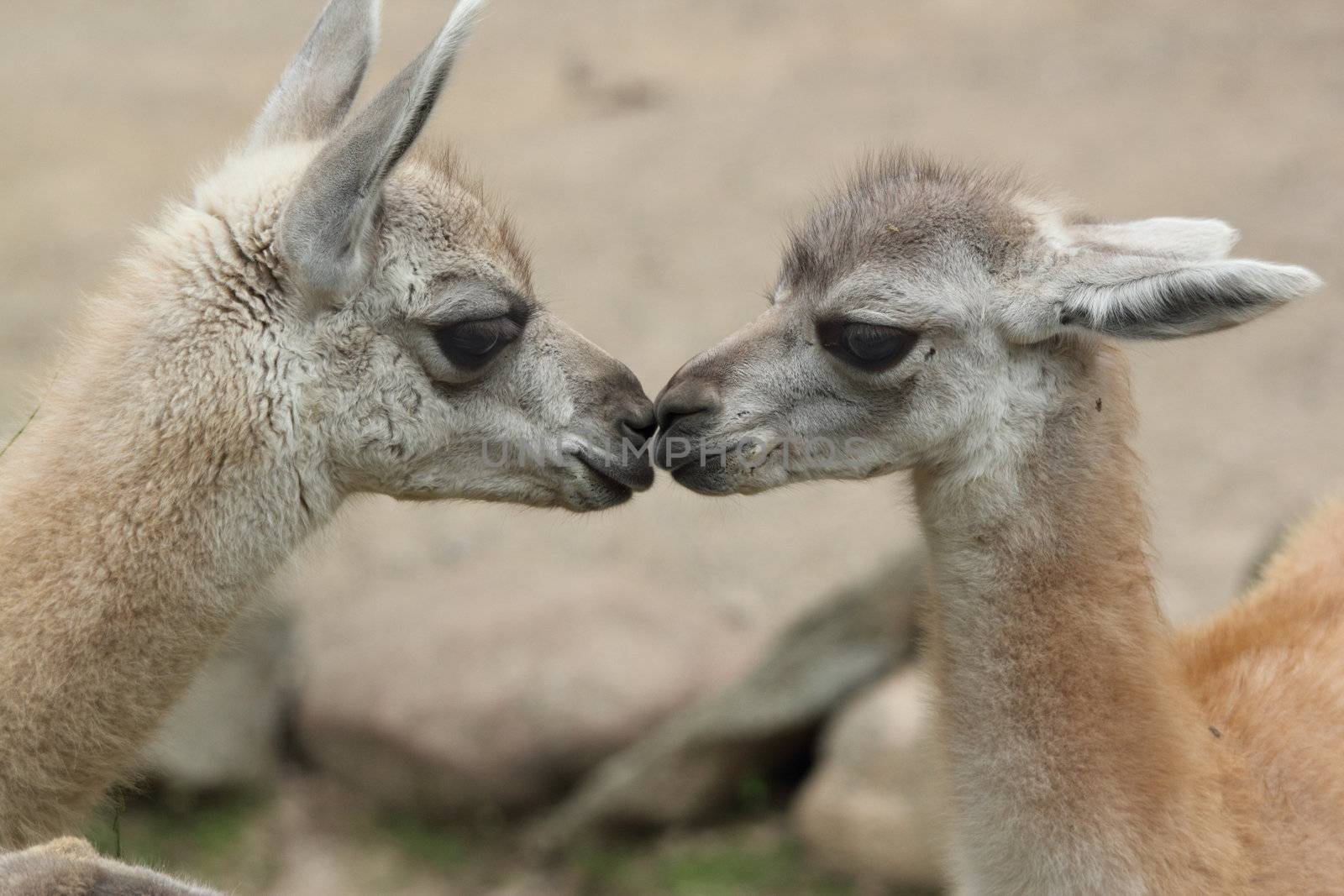 guanaco babys standing nose to nose