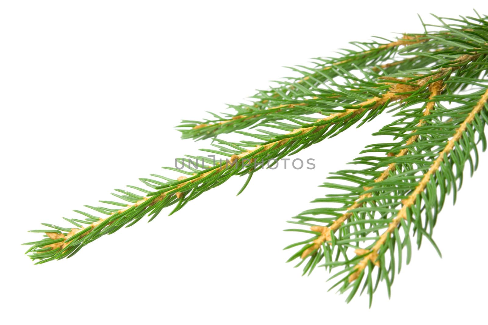 Spruce Branch by Luminis