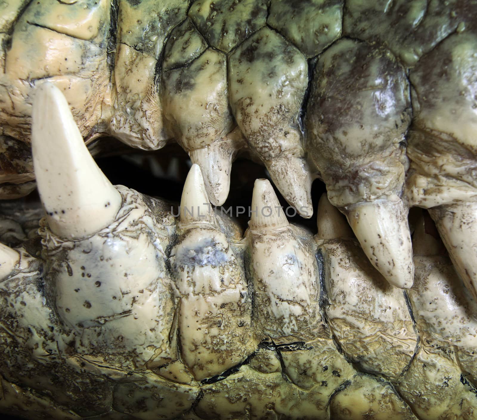 crocodile tooth by Hasenonkel