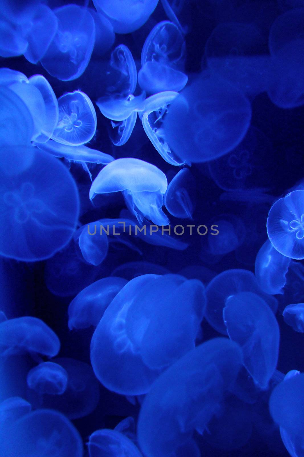 Jellyfish by Hasenonkel