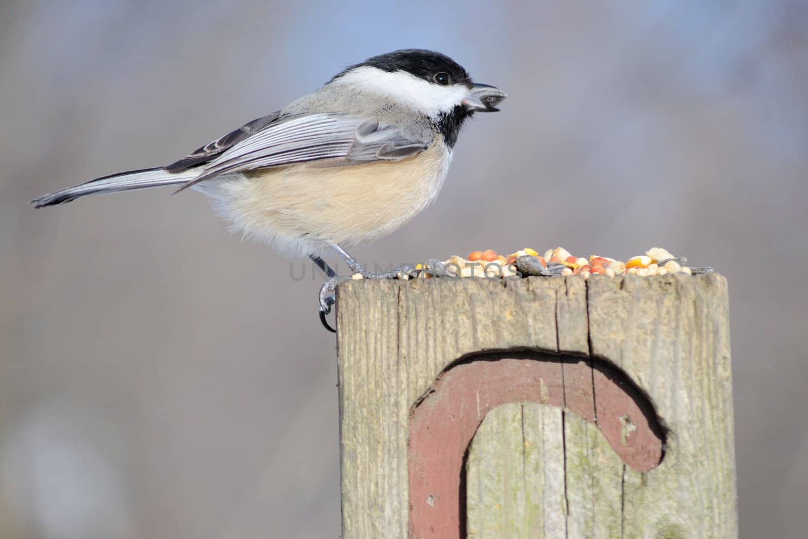 A black-capped chickadee perched on a post eating bird seed.