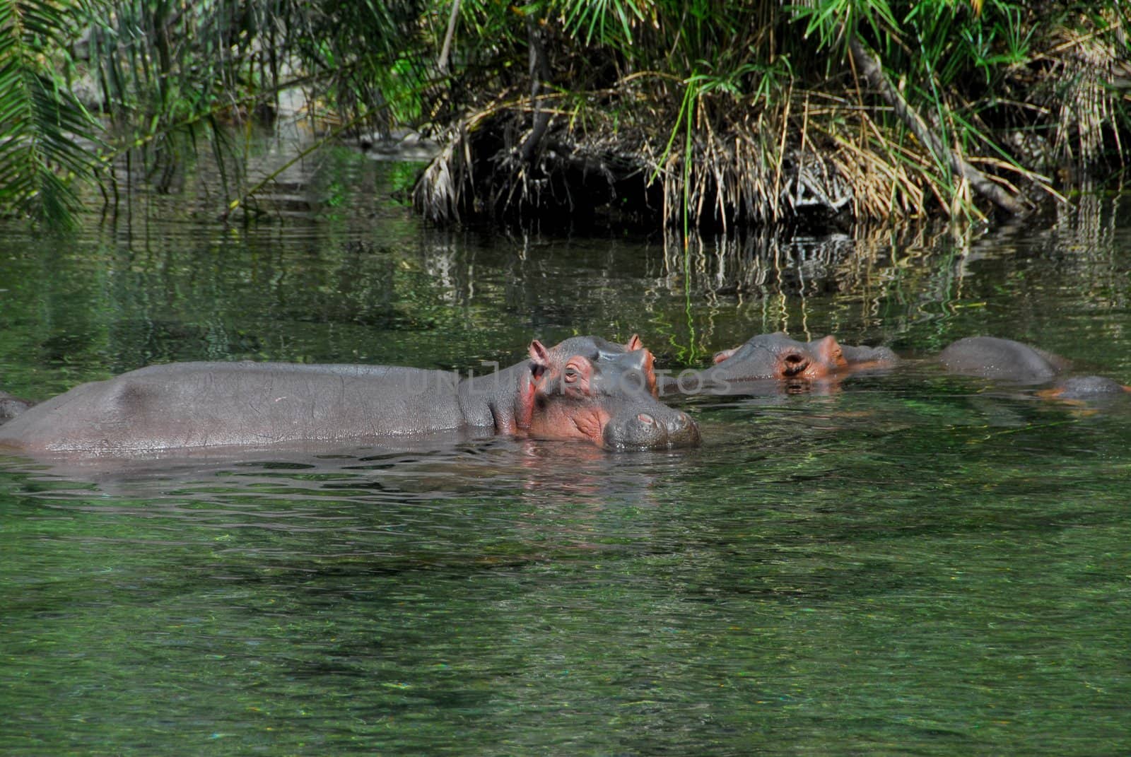 hippopotamus by africa