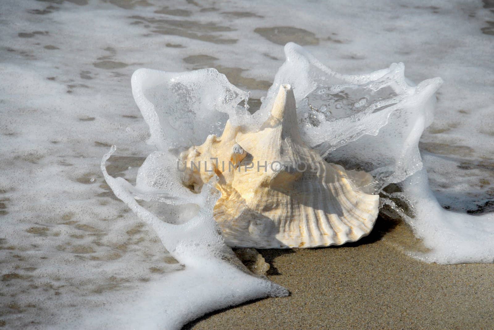 shell on the seashore