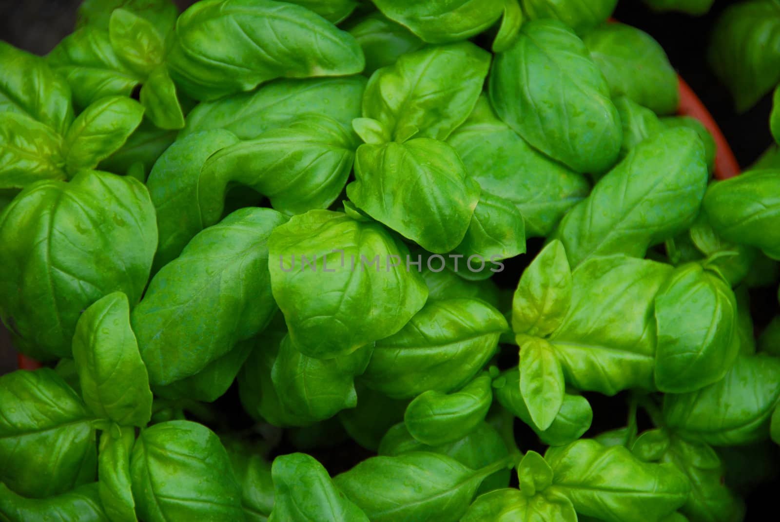 basil by africa