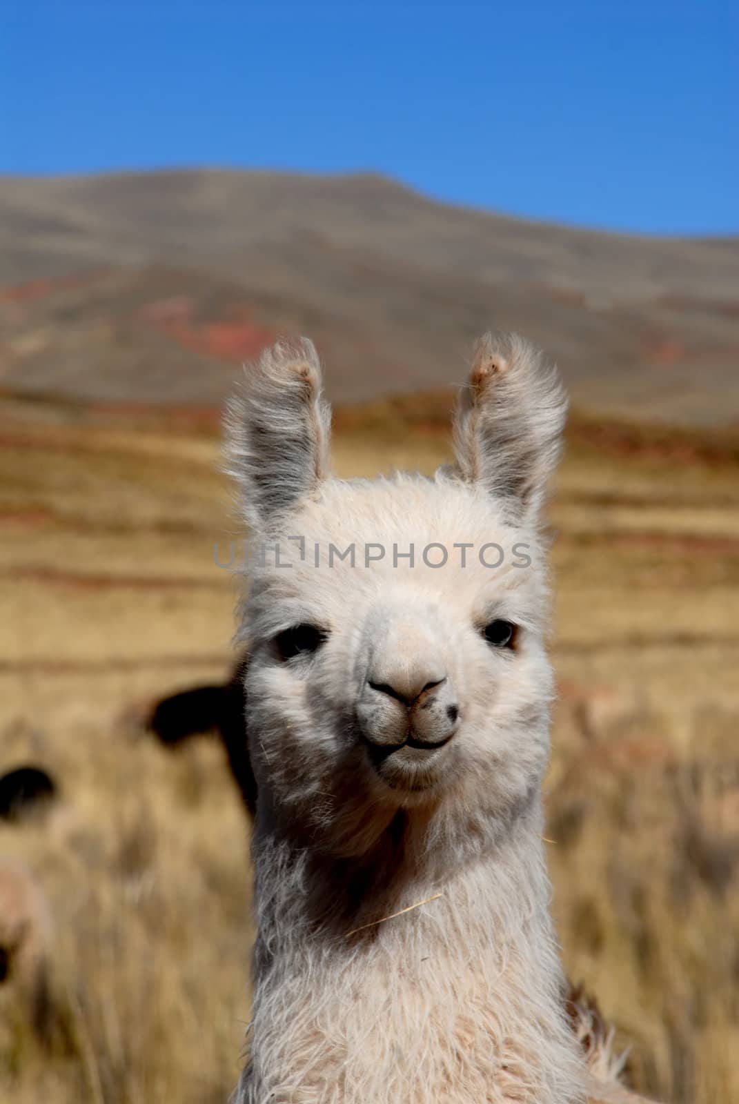 llama by africa
