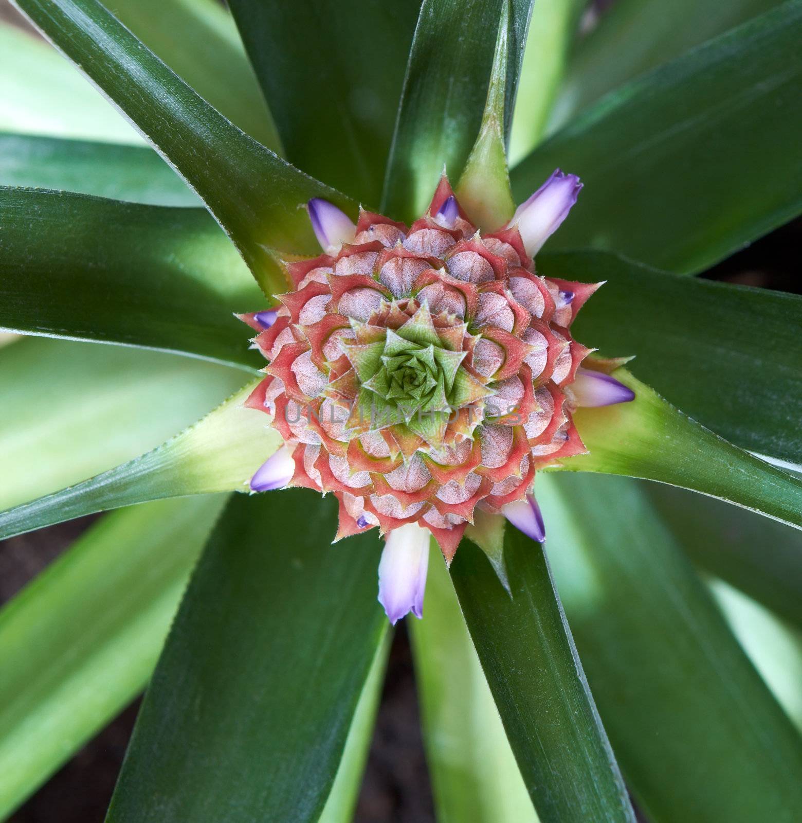 fresh pineapple fruit with purple flowers close-up