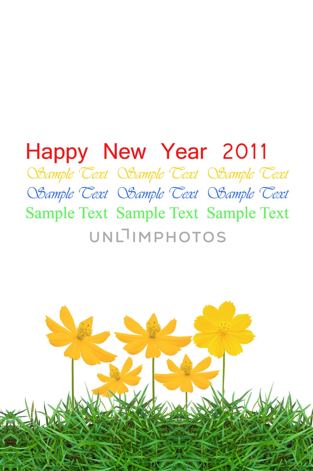 yellow flower (Cosmos) and fresh spring green grass isolated on white background with copy space