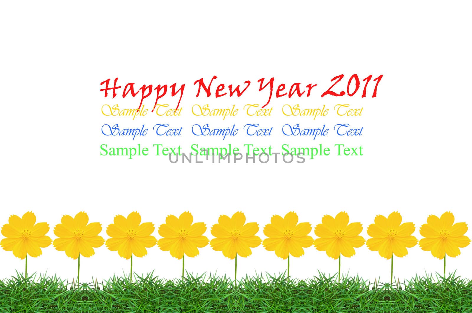 Beautiful yellow flower (Cosmos) and fresh spring green grass isolated on white background with copy space