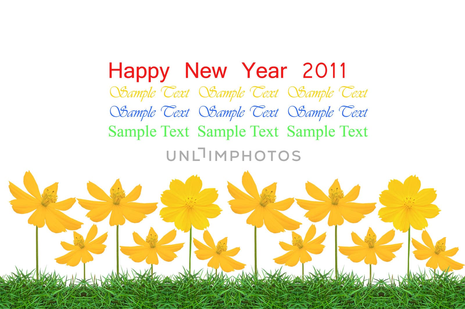 Beautiful yellow flower (Cosmos) and fresh spring green grass isolated on white background with copy space