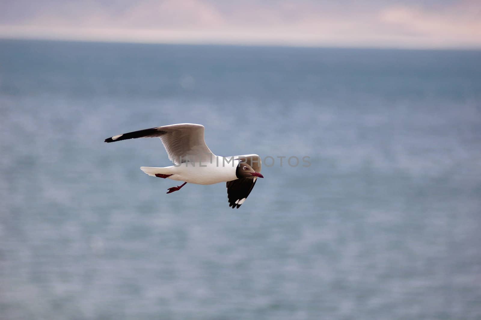 Still view of a flying seagull over a blue lake