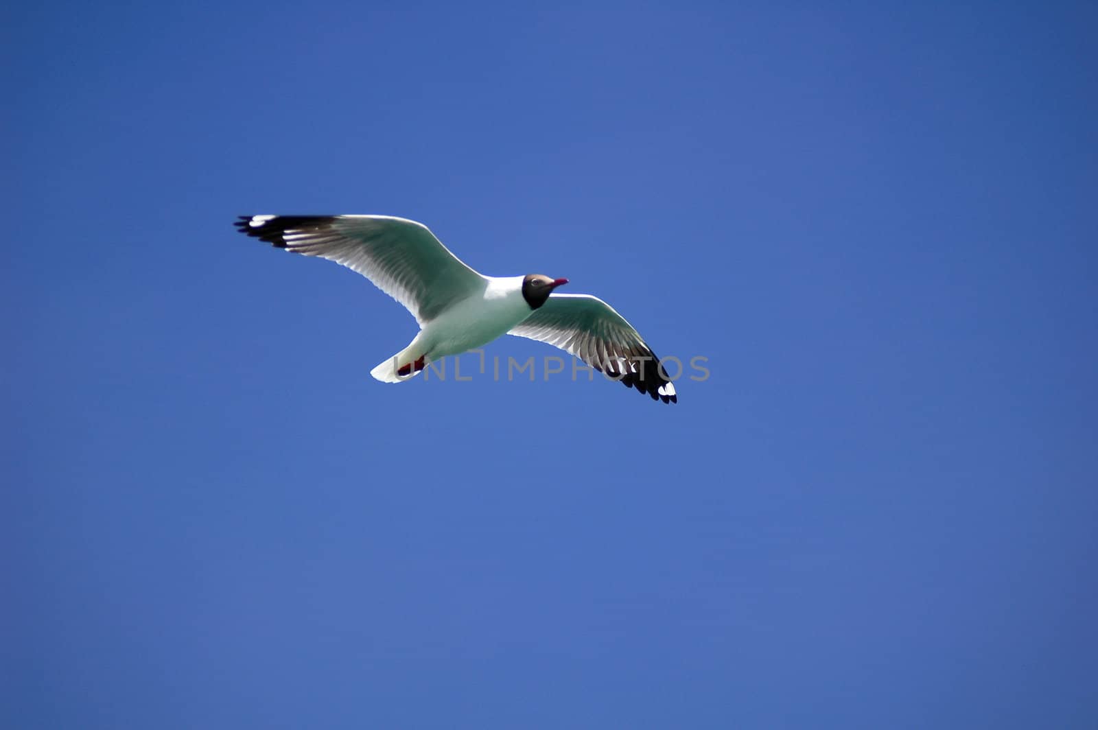 Single seabird flying in the blue sky