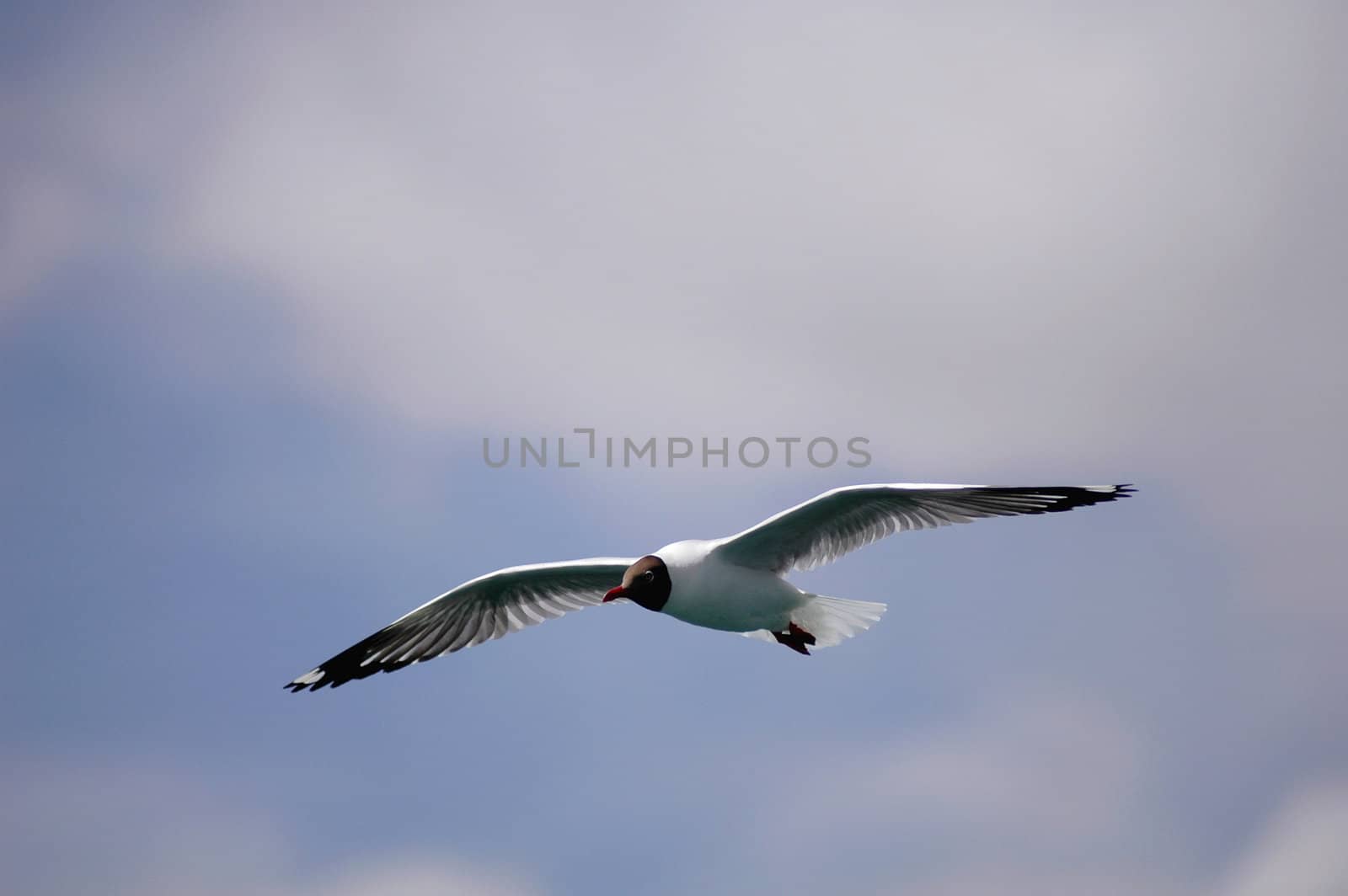 Single seabird flying in the blue sky