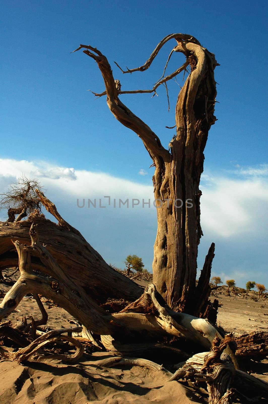 Landscape of dead tree trunks in the desert
