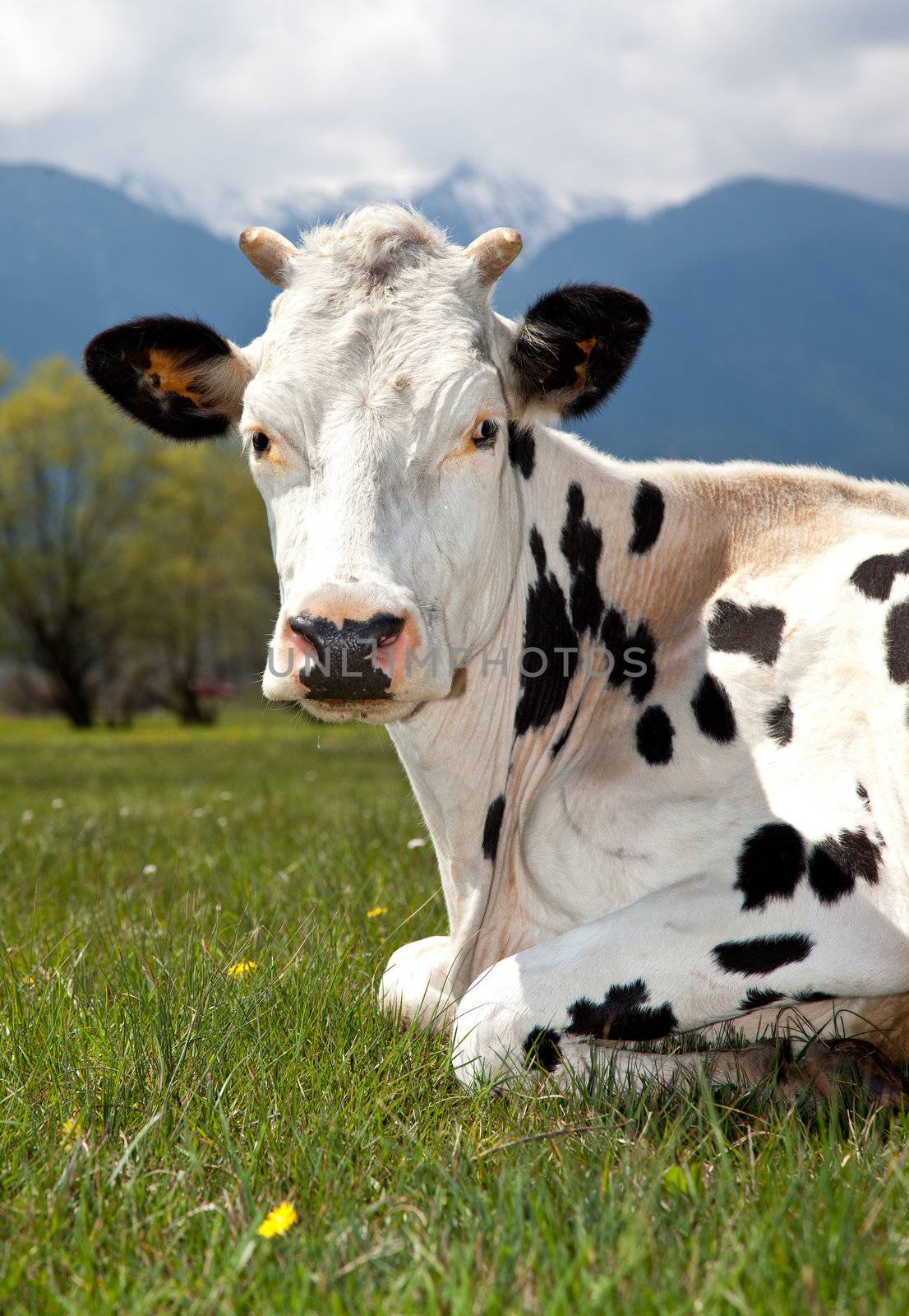 Close-up of spotted cow lying on meadow, looking at camera