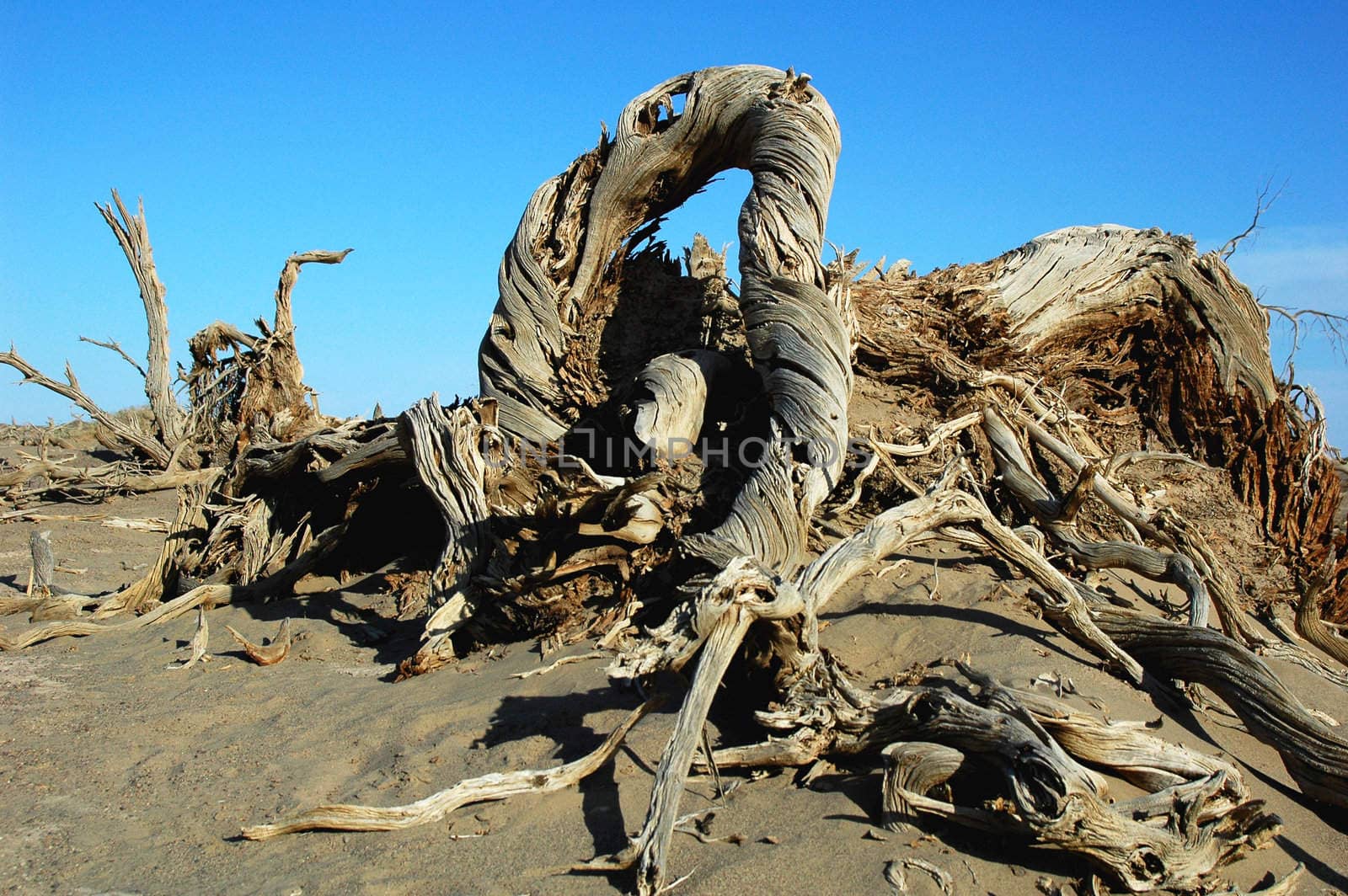 Landscape of dead tree trunks in the desert