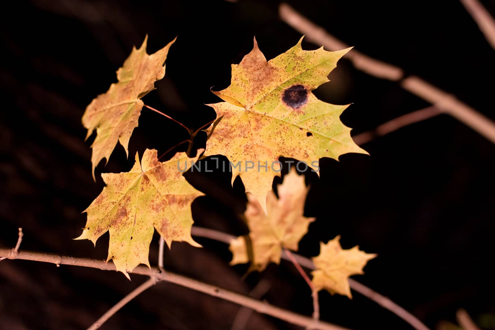 Yellow maple leaves in a forest
