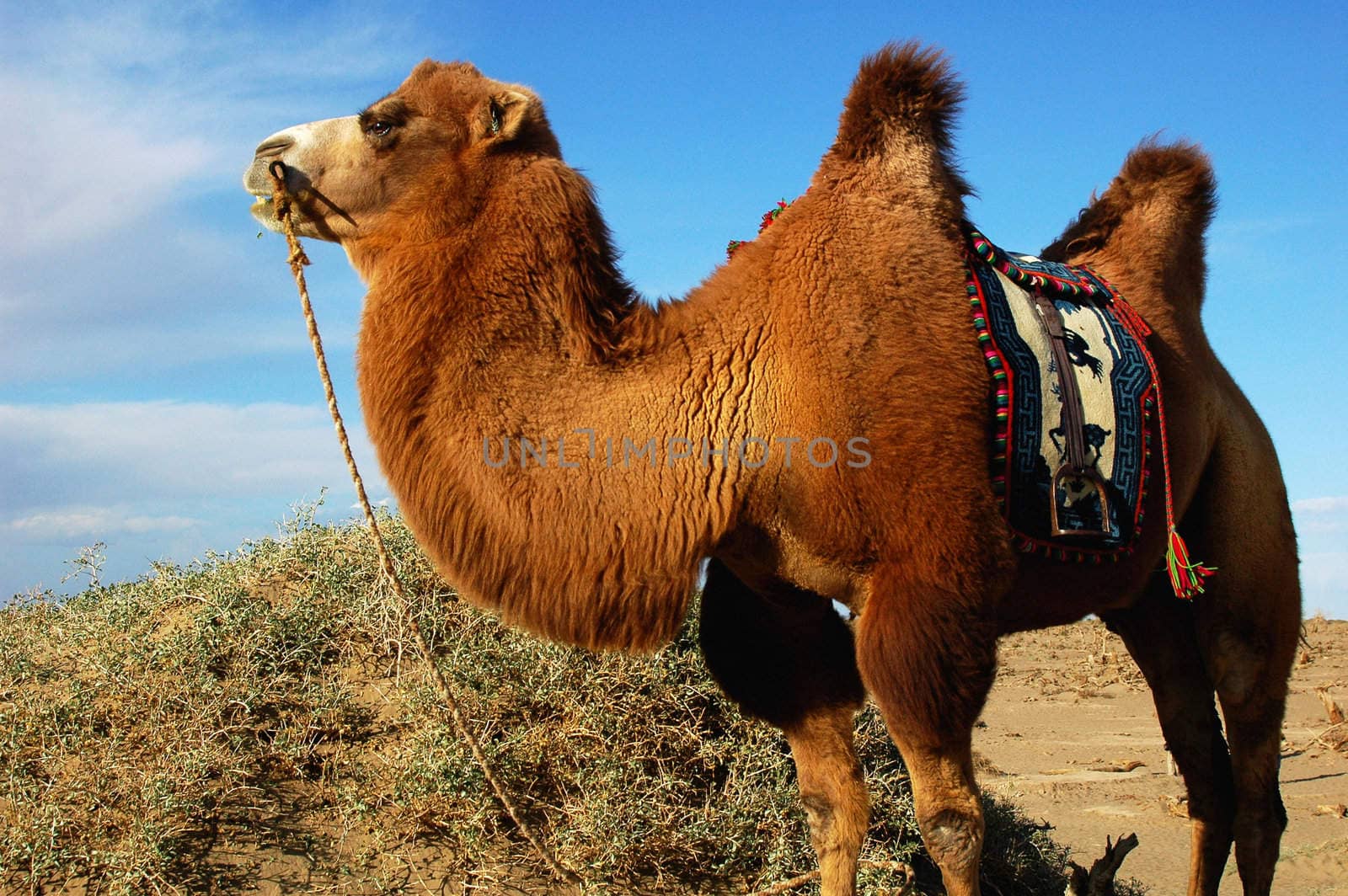 Portrait of a camel in the desert