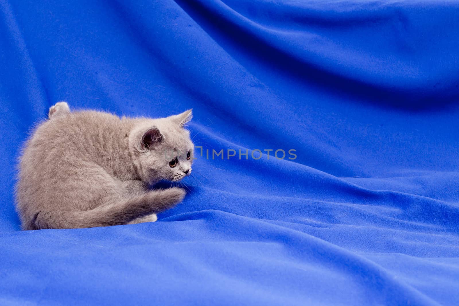 A yellow-eyed British kitten on blue background
