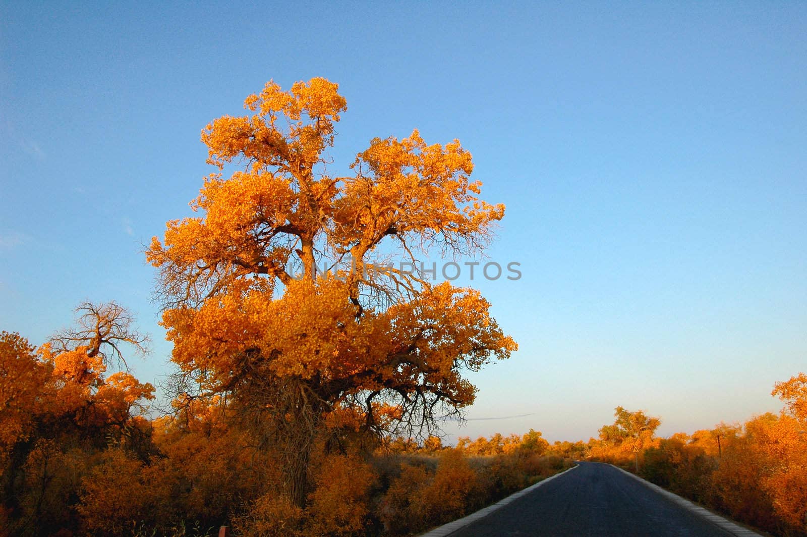 Landscape of a road and golden trees in autumn