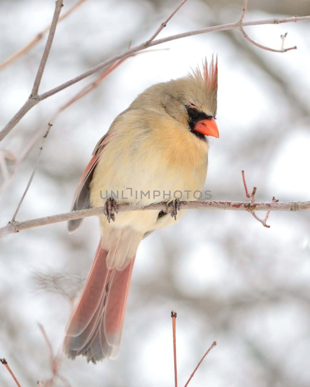 Female Cardinal by brm1949