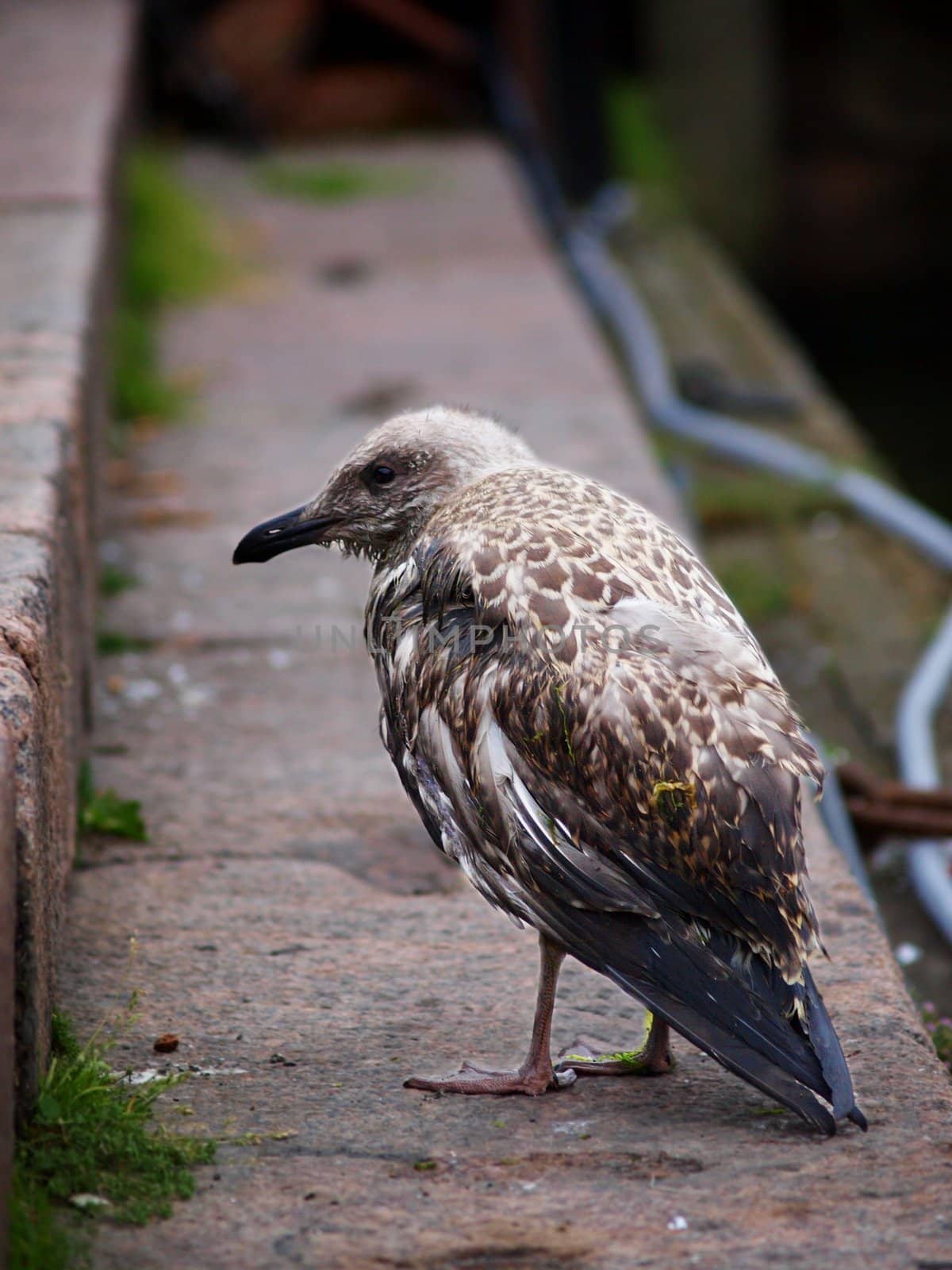 Dirty young seagull sitting on the pier alone