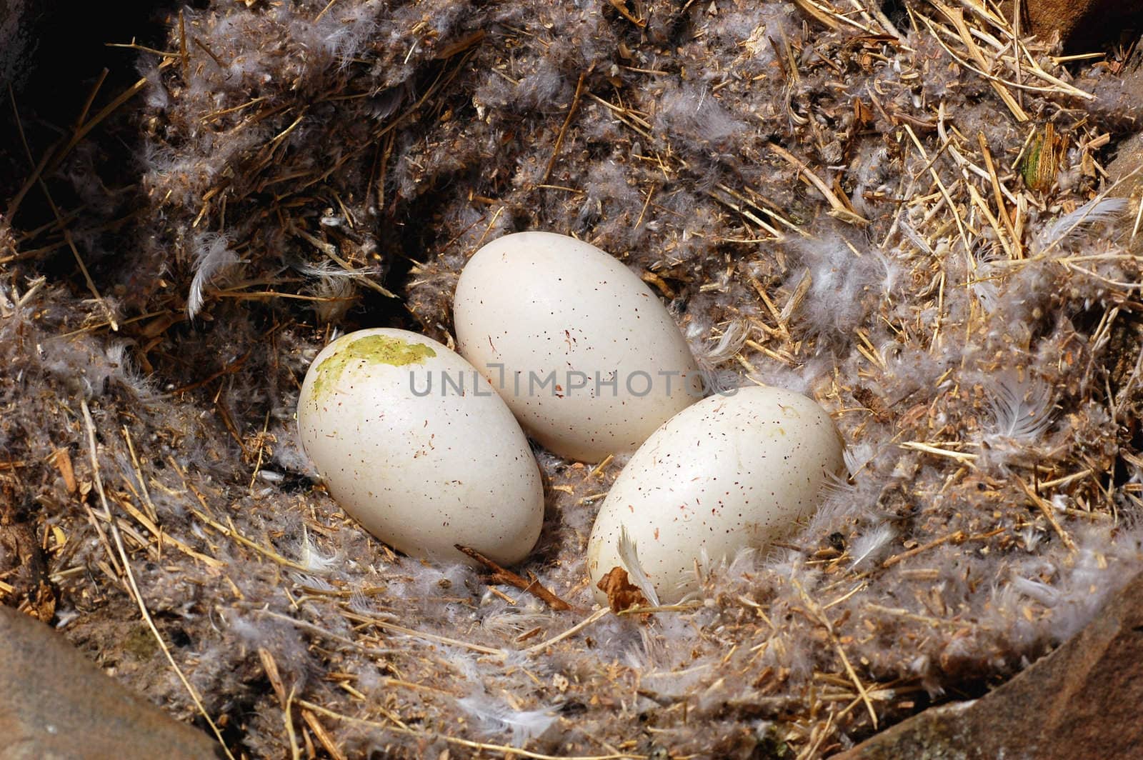 A wild bird nest with three eggs
