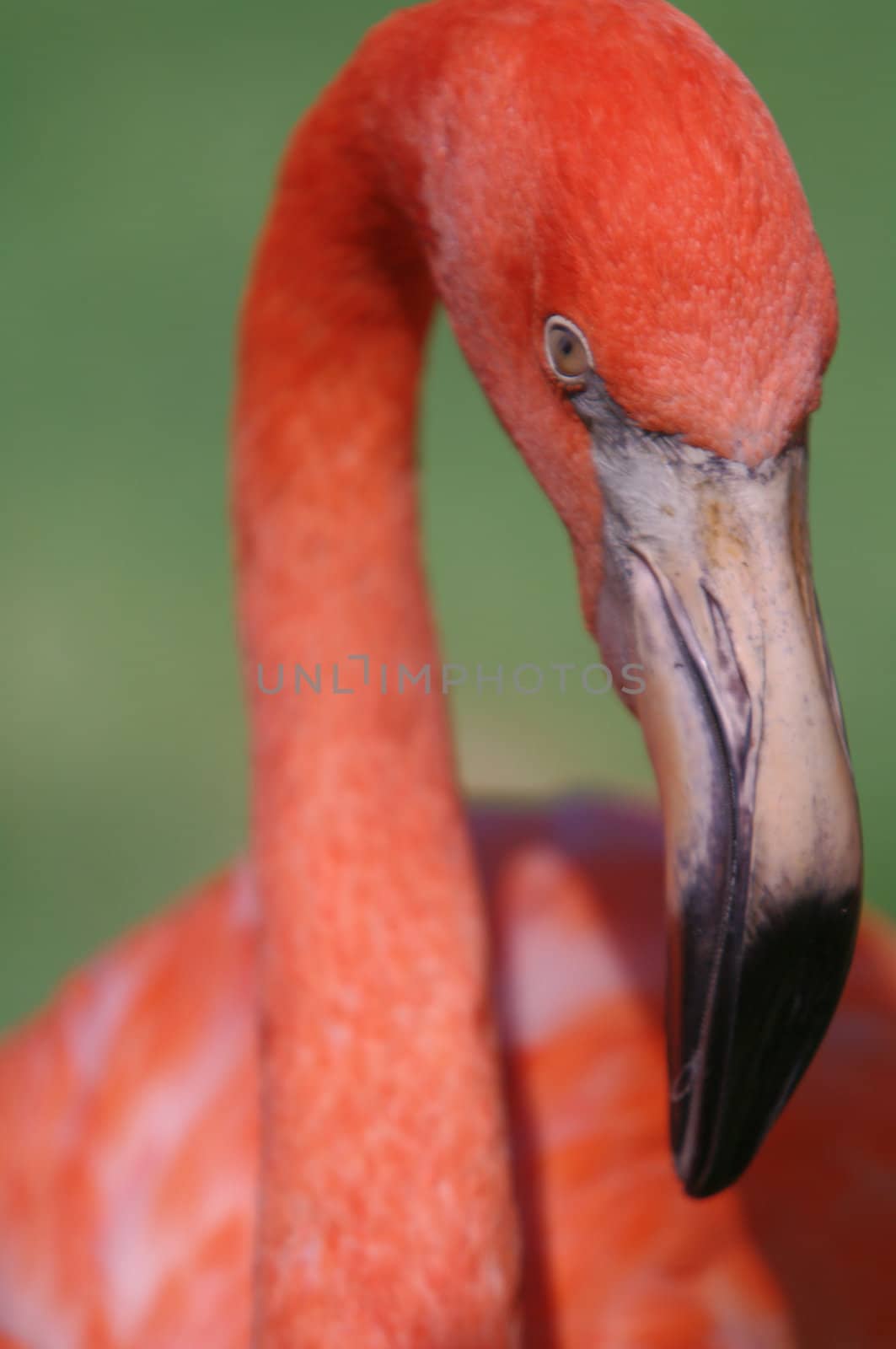 A portrait of a flamingo in a zoo with green background