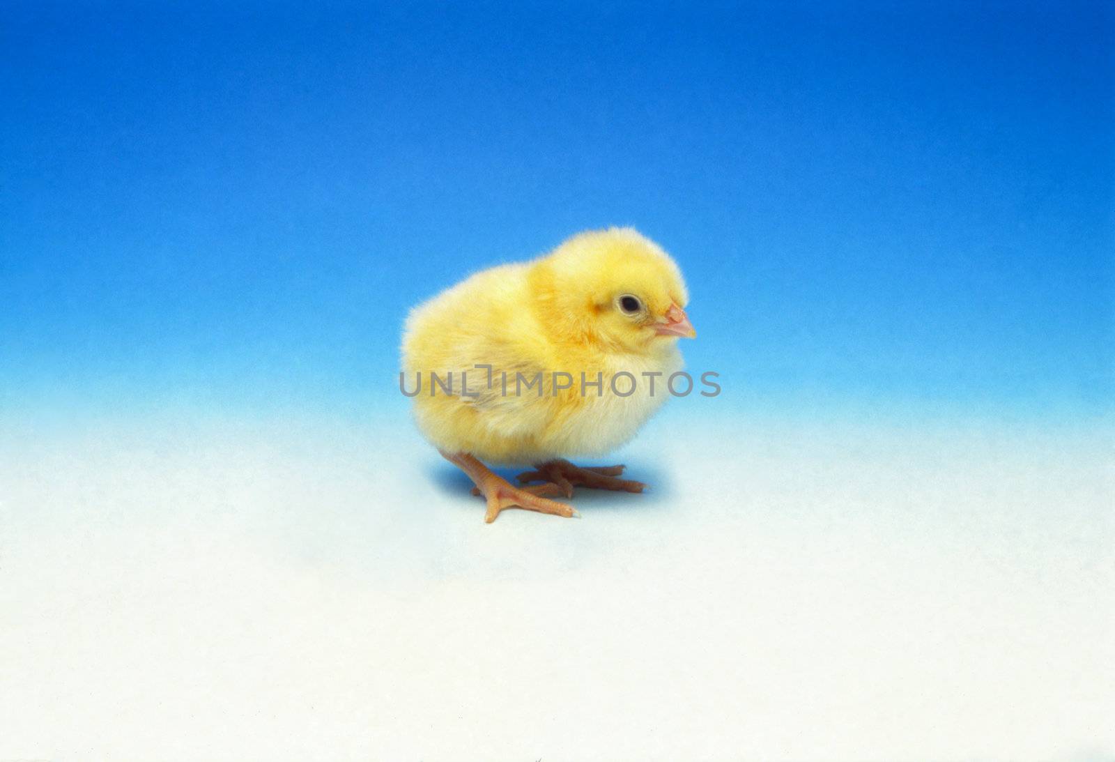 Yellow chick on a blue gradient background